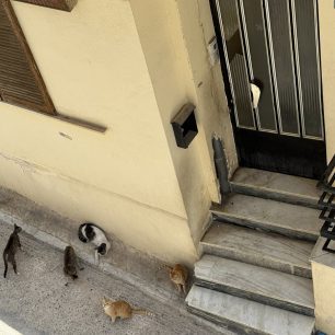 Πέραμα Αττικής: Πολλές γάτες εγκλωβισμένες σε ακατοίκητη πολυκατοικία – Έκκληση για να σωθούν 5 PeramaAttikisGatesPolykatoikia9 6 2026 4