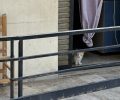 Πέραμα Αττικής: Πολλές γάτες εγκλωβισμένες σε ακατοίκητη πολυκατοικία – Έκκληση για να σωθούν