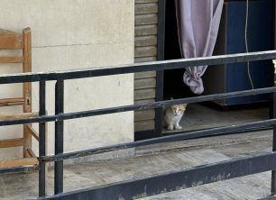 Πέραμα Αττικής: Πολλές γάτες εγκλωβισμένες σε ακατοίκητη πολυκατοικία – Έκκληση για να σωθούν