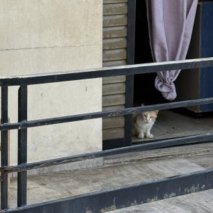 Πέραμα Αττικής: Πολλές γάτες εγκλωβισμένες σε ακατοίκητη πολυκατοικία – Έκκληση για να σωθούν 3 PeramaAttikisGatesPolykatoikia9 6 2026 6