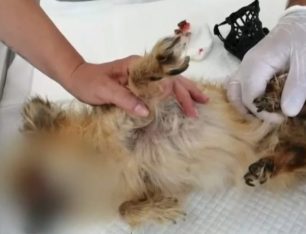 Αθώος λόγω αμφιβολιών γνωστός μουσικοσυνθέτης που κατηγορείται για την κακοποίηση του σκύλου στην Ανάβυσσο Αττικής (βίντεο)