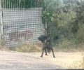Πυλαία Θεσσαλονίκης: Σκύλος εξαθλιωμένος με τεράστιο όγκο – Έκκληση για βοήθεια