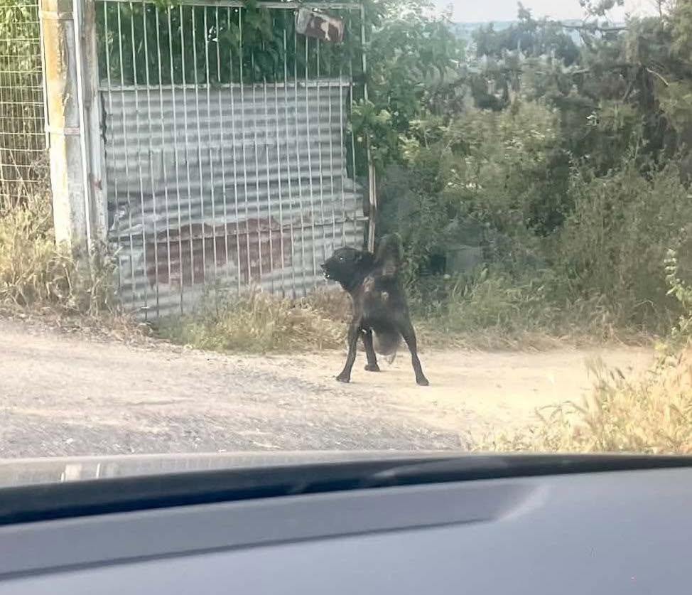Πυλαία Θεσσαλονίκης: Σκύλος εξαθλιωμένος με τεράστιο όγκο – Έκκληση για βοήθεια 1 PylaiaThessalonikisSkylosOgkos15 6 2026 2