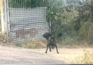 Πυλαία Θεσσαλονίκης: Σκύλος εξαθλιωμένος με τεράστιο όγκο – Έκκληση για βοήθεια