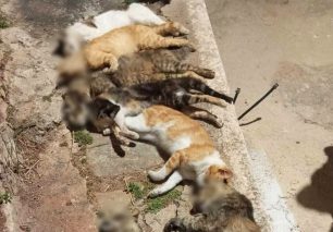 Σάμος: Με φόλες δολοφόνησε πολλές γάτες στον Μαραθόκαμπο