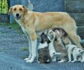 «Dogs’ Voice»: Απαραίτητη η ίδρυση Ενιαίας Αρχής για την Προστασία Ζώων Συντροφιάς ως αποκλειστικά αρμόδιας για τ' αδέσποτα