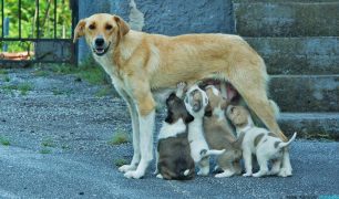 «Dogs’ Voice»: Απαραίτητη η ίδρυση Ενιαίας Αρχής για την Προστασία Ζώων Συντροφιάς ως αποκλειστικά αρμόδιας για τ' αδέσποτα