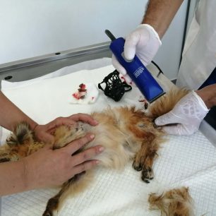 Αθώος λόγω αμφιβολιών γνωστός μουσικοσυνθέτης που κατηγορείται για την κακοποίηση του σκύλου στην Ανάβυσσο Αττικής (βίντεο) 8 SkylosMousikosynthetiAnavyssosAttikis6 2021 2