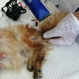 Αθώος λόγω αμφιβολιών γνωστός μουσικοσυνθέτης που κατηγορείται για την κακοποίηση του σκύλου στην Ανάβυσσο Αττικής (βίντεο) 9 SkylosMousikosynthetiAnavyssosAttikis6 2021 3