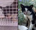 Μεταφέρθηκε σε κτηνιατρείο η άρρωστη γάτα που εντοπίστηκε εξαθλιωμένη στη Σταυρούπολη Θεσσαλονίκης (βίντεο)