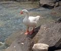 Δήμος Σύρου Ερμούπολης: Αφήστε την αρσενική χήνα στην ησυχία της