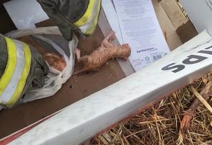 Τρίπολη Αρκαδίας: Έκλεισε νεογέννητα γατάκια σε σακούλα και τα πέταξε ζωντανά σε κάδο σκουπιδιών (βίντεο)