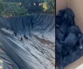 Βαϊνιά Λασιθίου: Οκτώ υποσιτισμένα κουτάβια βρέθηκαν παγιδευμένα σε άδεια δεξαμενή ανάμεσα σε θερμοκήπια (βίντεο)