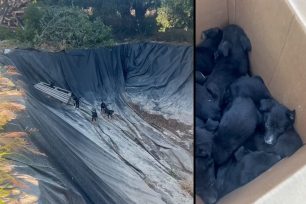 Βαϊνιά Λασιθίου: Οκτώ υποσιτισμένα κουτάβια βρέθηκαν παγιδευμένα σε άδεια δεξαμενή ανάμεσα σε θερμοκήπια (βίντεο)