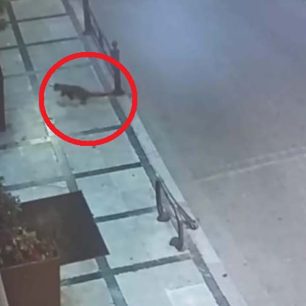 Καταδικάστηκε ξανά και θα παραμείνει στις φυλακές Κορυδαλλού ο άνδρας που ξεκοίλιαζε σκυλιά και γάτες στον Βόλο Μαγνησίας (βίντεο) 1 VolosMagnisiasMaxairomeniGata30 9 2024 0