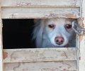Βόλος Μαγνησίας: Έσωσαν σκύλο που κάποιος κακοποιούσε μέσα σε εγκαταλελειμμένο σπίτι (βίντεο)
