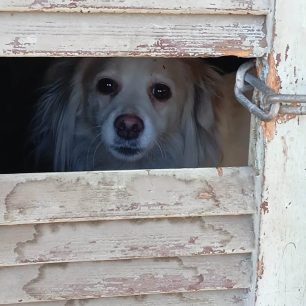 Βόλος Μαγνησίας: Έσωσαν σκύλο που κάποιος κακοποιούσε μέσα σε εγκαταλελειμμένο σπίτι (βίντεο) 3 VolosMagnisiasSkylosSpitiOdosLarissis22 6 2026 7