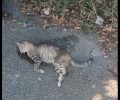 Αγία Τριάδα Φθιώτιδας: Τον είδε να ρίχνει φόλα σε γάτα (βίντεο)