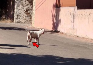 Άγιος Ματθαίος Χανίων: Έκκληση για να σωθεί σκύλος που περιφέρεται με όγκο στην κοιλιά (βίντεο)