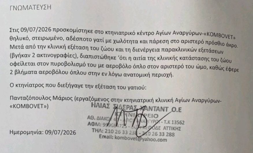Αχαρνές Αττικής: Ακόμα μια γάτα πυροβολημένη δύο φορές με αεροβόλο 1 AxarnesAttikisGataPyrovolimeniAerovoloGnomatefsi9 7 2026 1