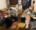 Γούβες Ηρακλείου Κρήτης: Βρήκαν γάτες να ζουν σε άθλιες συνθήκες έγκλειστες σε σπίτι μέσα στα κόπρανα και τα ούρα