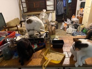 Γούβες Ηρακλείου Κρήτη: Βρήκαν γάτες να ζουν σε άθλιες συνθήκες έγκλειστες σε σπίτι μέσα στα κόπρανα και τα ούρα