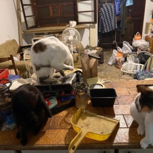 Γούβες Ηρακλείου Κρήτη: Βρήκαν γάτες να ζουν σε άθλιες συνθήκες έγκλειστες σε σπίτι μέσα στα κόπρανα και τα ούρα 23 GouvesIrakleiouKritisGatesSyllektrias7 2026 23