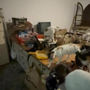 Γούβες Ηρακλείου Κρήτη: Βρήκαν γάτες να ζουν σε άθλιες συνθήκες έγκλειστες σε σπίτι μέσα στα κόπρανα και τα ούρα 29 GouvesIrakleiouKritisGatesSyllektrias7 2026 29