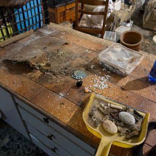 Γούβες Ηρακλείου Κρήτη: Βρήκαν γάτες να ζουν σε άθλιες συνθήκες έγκλειστες σε σπίτι μέσα στα κόπρανα και τα ούρα 4 GouvesIrakleiouKritisGatesSyllektrias7 2026 4