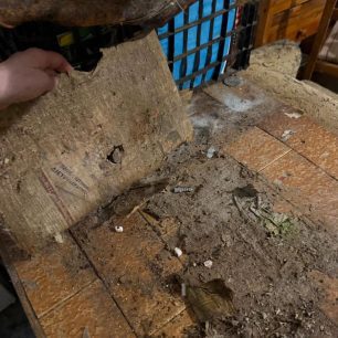 Γούβες Ηρακλείου Κρήτη: Βρήκαν γάτες να ζουν σε άθλιες συνθήκες έγκλειστες σε σπίτι μέσα στα κόπρανα και τα ούρα 5 GouvesIrakleiouKritisGatesSyllektrias7 2026 5