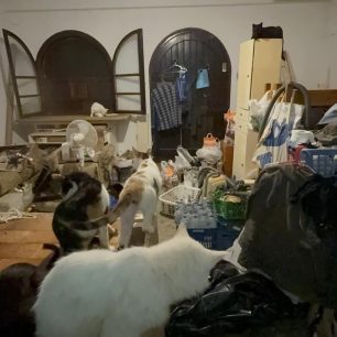 Γούβες Ηρακλείου Κρήτη: Βρήκαν γάτες να ζουν σε άθλιες συνθήκες έγκλειστες σε σπίτι μέσα στα κόπρανα και τα ούρα 58 GouvesIrakleiouKritisGatesSyllektrias7 2026 58