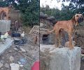 Ικαρία: Που βρίσκεται ο σκύλος που κακοποιούσε ο ιδιοκτήτης του και κατασχέθηκε με εισαγγελική εντολή; (βίντεο)