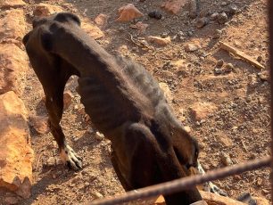 Καστελόριζο: Σκελετωμένα σκυλιά χωρίς νερό σε άθλιες συνθήκες εντόπισε τουρίστρια