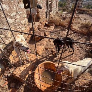 Καστελόριζο: Σκελετωμένα σκυλιά χωρίς νερό σε άθλιες συνθήκες εντόπισε τουρίστρια 1 KastelorizoSkeletomenaSkylia16 7 2026 1