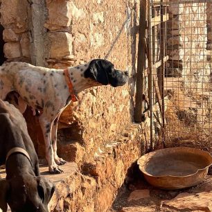 Καστελόριζο: Σκελετωμένα σκυλιά χωρίς νερό σε άθλιες συνθήκες εντόπισε τουρίστρια 3 KastelorizoSkeletomenaSkylia16 7 2026 3