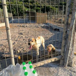Καστελόριζο: Σκελετωμένα σκυλιά χωρίς νερό σε άθλιες συνθήκες εντόπισε τουρίστρια 5 KastelorizoSkeletomenaSkylia16 7 2026 8