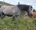 Κεφαλλονιά: Ζητούν βοήθεια για τη φροντίδα ανεπιτήρητων αλόγων  - Δύο έως τώρα έχουν πυροβοληθεί από ντόπιους (βίντεο)