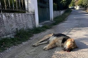 Κεφαλλονιά: Πυροβόλησε με κυνηγετικό όπλο και σκότωσε σκύλο στο Βαλεριανό