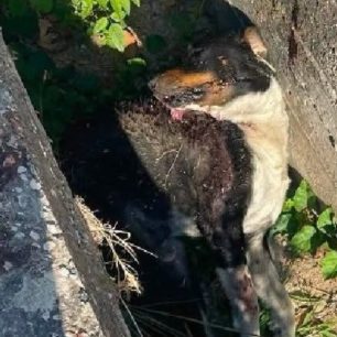 Κεφαλλονιά: Καταγγέλλουν αδιαφορία και σιωπή για τα εγκλήματα κατά ζώων (βίντεο) 10 KefalloniaValerianoPyrovolimenosSkylos14 7 2026 0