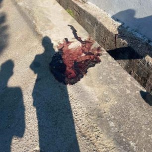 Κεφαλλονιά: Καταγγέλλουν αδιαφορία και σιωπή για τα εγκλήματα κατά ζώων (βίντεο) 9 KefalloniaValerianoPyrovolimenosSkylos18 7 2026 1