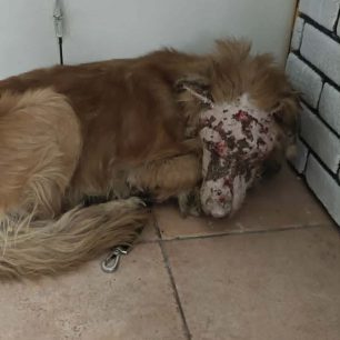 Κέρκυρα: Φροντίζουν σκύλο σοβαρά άρρωστο που για καιρό περιφερόταν εξαθλιωμένος (βίντεο) 7 KerkyraTriklinoArrostosSkylos30 6 2026 8
