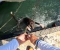 Κορωνησία Άρτας: Έσωσαν για δεύτερη φορά σκύλο που βρέθηκε στη θάλασσα – Τυχαία πτώση ή απόπειρα δολοφονίας; (βίντεο)