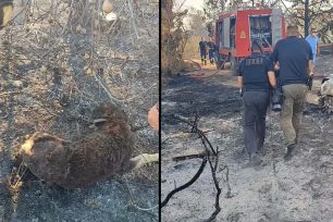 Λητή Θεσσαλονίκης: Σκύλος βρέθηκε ζωντανός αλυσοδεμένος σε καμένη έκταση (βίντεο)