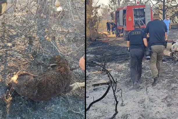 Λητή Θεσσαλονίκης: Σκύλος βρέθηκε ζωντανός αλυσοδεμένος σε καμένη έκταση (βίντεο)