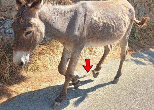Π.Φ.Π.Ο.: Να σταματήσει τώρα η κακοποίηση των ζώων στη Μύκονο (βίντεο)