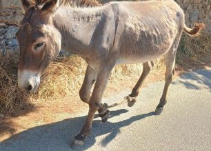 Μύκονος: Ακόμα ένα γάιδαρος παστουρωμένος με δεμένα τα πόδια περιφέρεται στην Άνω Μερά