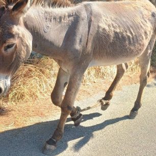 Μύκονος: Ακόμα ένα γάιδαρος παστουρωμένος με δεμένα τα πόδια περιφέρεται στην Άνω Μερά 2 MykonosGaidarosPastouromenosAnoMera29 6 2026 1