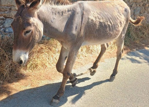 Μύκονος: Ακόμα ένα γάιδαρος παστουρωμένος με δεμένα τα πόδια περιφέρεται στην Άνω Μερά
