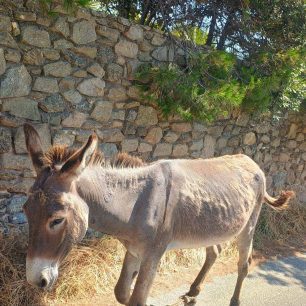Μύκονος: Ακόμα ένα γάιδαρος παστουρωμένος με δεμένα τα πόδια περιφέρεται στην Άνω Μερά 1 MykonosGaidarosPastouromenosAnoMera29 6 2026 2