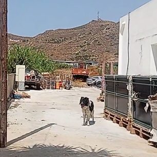 Νάξος: Κατήγγειλε άνδρα που κακοποιεί τα σκυλιά του και δέχτηκε σεξιστικό μπούλινγκ από άλλους (βίντεο) 1 NaxosXoraSkyliaAlysodemena22 7 2026 1
